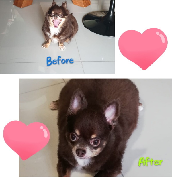 before and after dog grooming 2