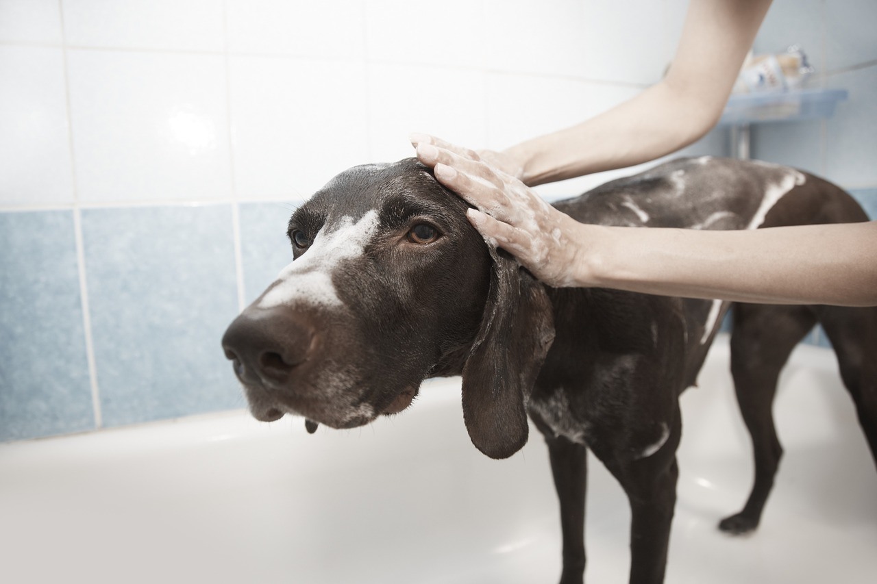 How To Brush and Bath Your Dog Like A Professional Dog Groomer