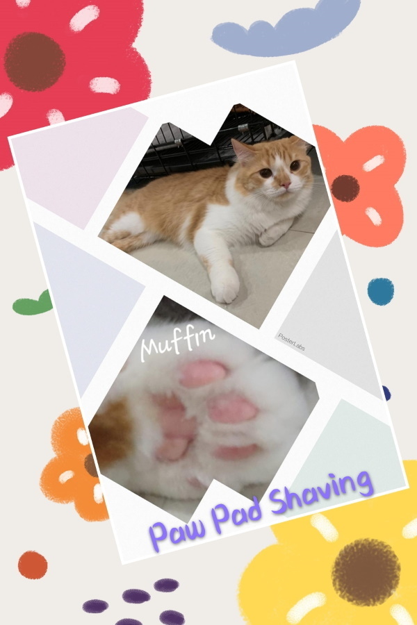 before and after cat grooming paw pad shaving 3