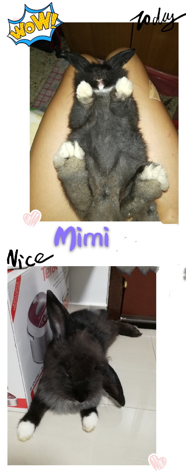 before and after rabbit grooming