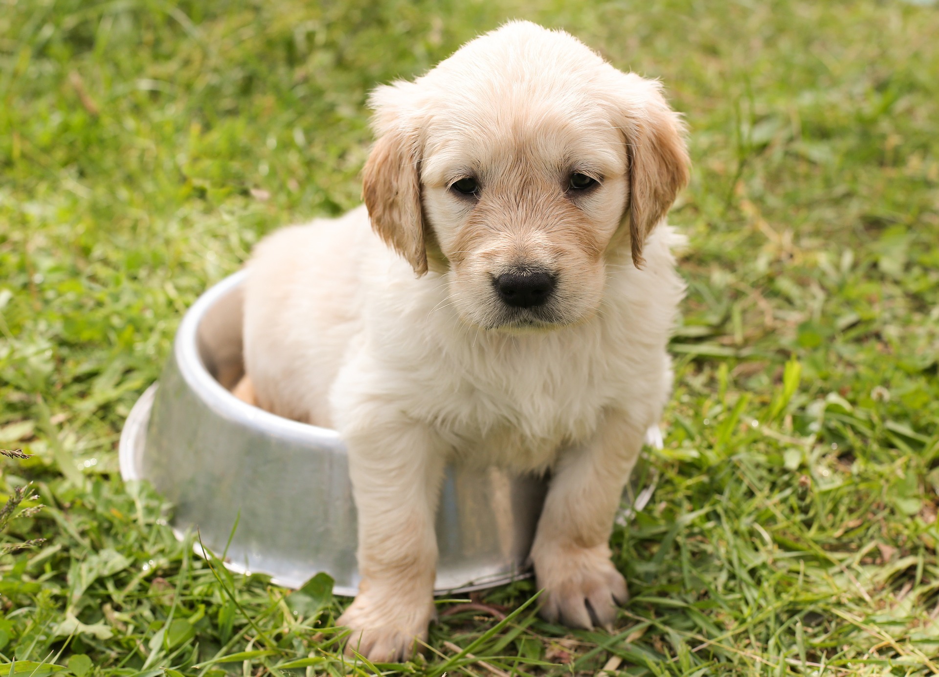 How to Safely Shave & Groom a Dog