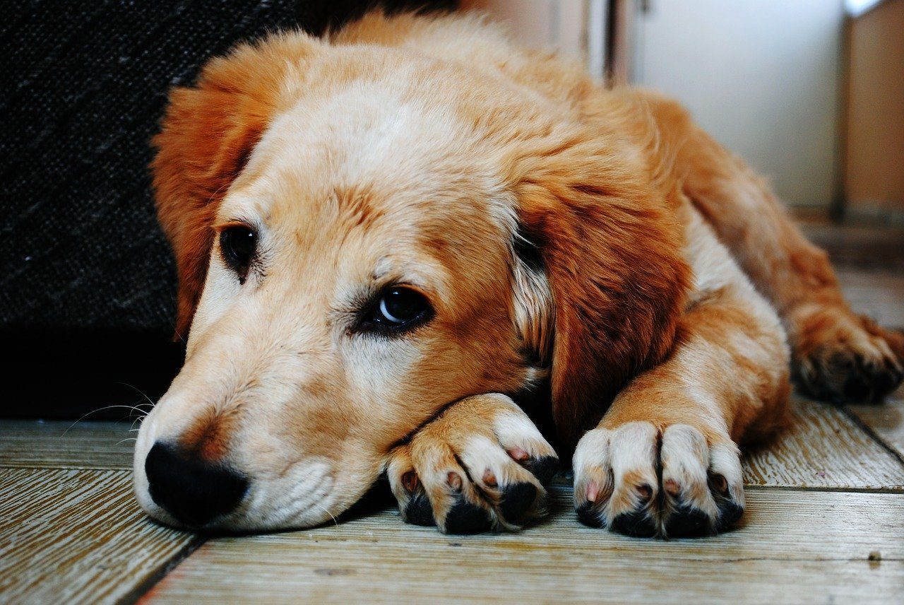 How to Trim Dog Nails