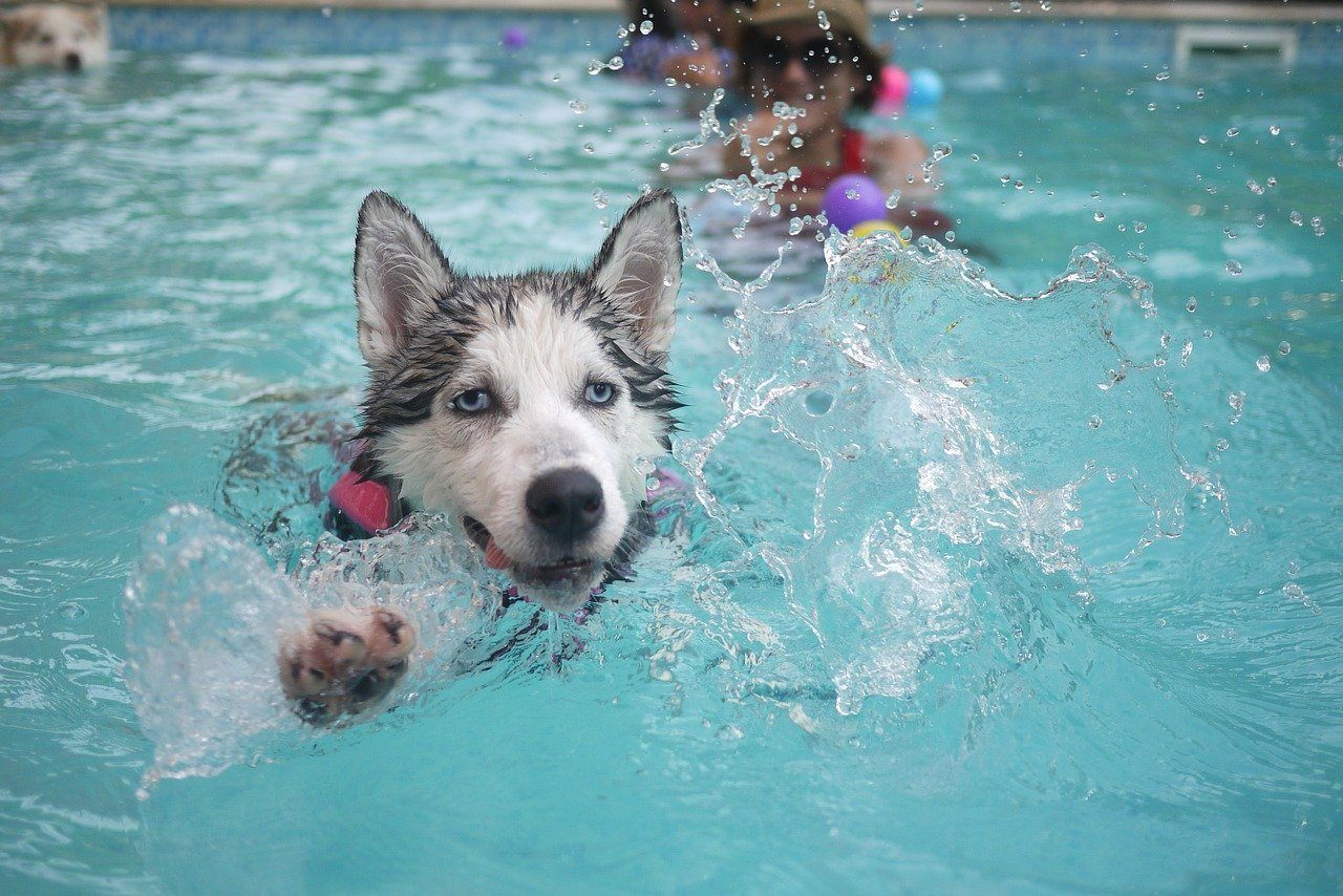 dog swimming pool