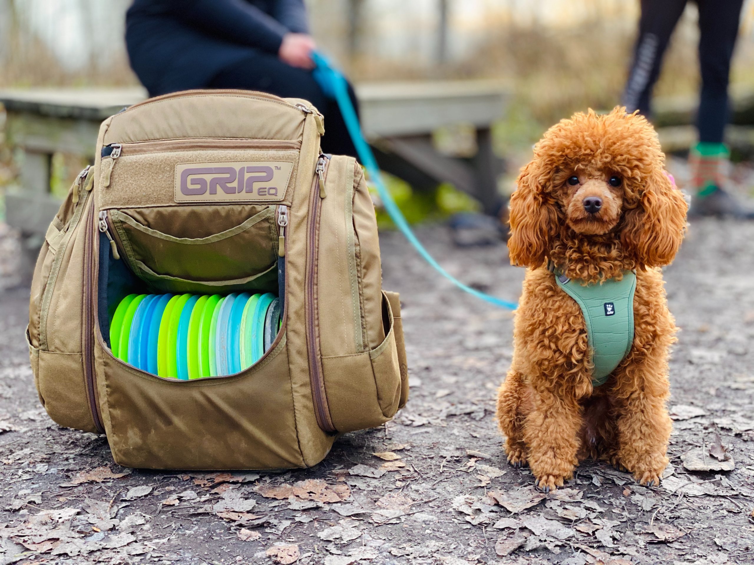 when can you groom a poodle puppy