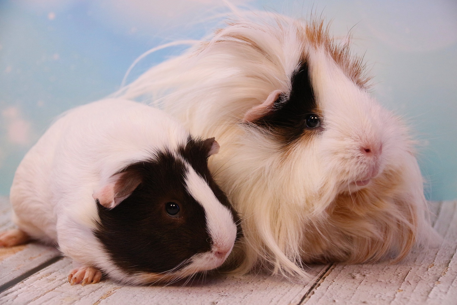 What is the Average Lifespan of a Guinea Pig, Life Expectancy